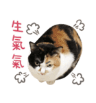 La-Cha-Hua's cats 2（個別スタンプ：14）