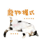 La-Cha-Hua's cats 2（個別スタンプ：24）