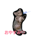 にゃんこソラ！（個別スタンプ：2）