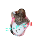 にゃんこソラ！（個別スタンプ：5）
