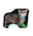 にゃんこソラ！（個別スタンプ：6）