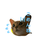 凛(アビシニアン)と雨(ベンガル猫)1（個別スタンプ：4）