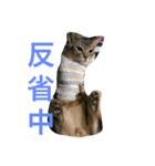 凛(アビシニアン)と雨(ベンガル猫)1（個別スタンプ：8）
