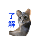 凛(アビシニアン)と雨(ベンガル猫)1（個別スタンプ：9）