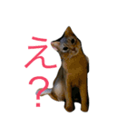 凛(アビシニアン)と雨(ベンガル猫)1（個別スタンプ：11）