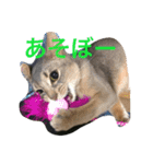 凛(アビシニアン)と雨(ベンガル猫)1（個別スタンプ：14）