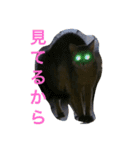凛(アビシニアン)と雨(ベンガル猫)1（個別スタンプ：16）