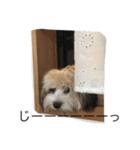チワマル ぴかる♪（個別スタンプ：6）