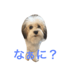 チワマル ぴかる♪（個別スタンプ：11）