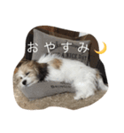 チワマル ぴかる♪（個別スタンプ：14）