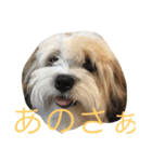 チワマル ぴかる♪（個別スタンプ：15）