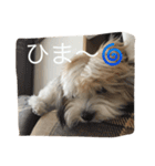 チワマル ぴかる♪（個別スタンプ：16）