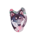 トークで使える犬スタンプ（個別スタンプ：1）