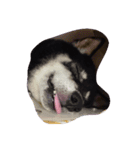 トークで使える犬スタンプ（個別スタンプ：5）