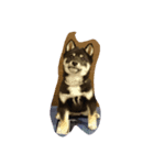 トークで使える犬スタンプ（個別スタンプ：6）