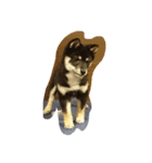 トークで使える犬スタンプ（個別スタンプ：7）