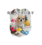 チワワボン子②（個別スタンプ：1）