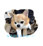 チワワボン子②（個別スタンプ：2）