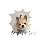 チワワボン子②（個別スタンプ：3）