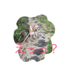 チワワボン子②（個別スタンプ：5）