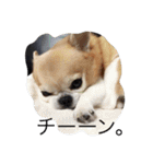 チワワボン子②（個別スタンプ：6）