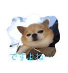 チワワボン子②（個別スタンプ：7）