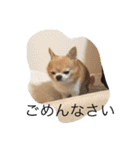チワワボン子②（個別スタンプ：8）