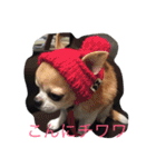 チワワボン子②（個別スタンプ：9）