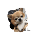 チワワボン子②（個別スタンプ：10）