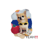 チワワボン子②（個別スタンプ：11）