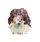 チワワボン子②（個別スタンプ：12）