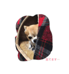 チワワボン子②（個別スタンプ：13）