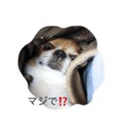 チワワボン子②（個別スタンプ：14）