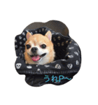 チワワボン子②（個別スタンプ：15）