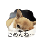 チワワボン子②（個別スタンプ：16）