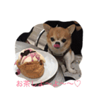 チワワボン子②（個別スタンプ：17）