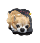 チワワボン子②（個別スタンプ：25）