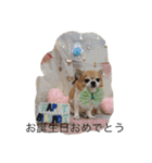 チワワボン子②（個別スタンプ：32）