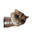 ねこのしょこら（個別スタンプ：2）