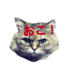 ねこのしょこら（個別スタンプ：4）
