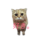 ねこのしょこら（個別スタンプ：5）