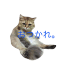 ねこのしょこら（個別スタンプ：6）