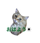 ねこのしょこら（個別スタンプ：8）