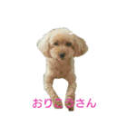 トイ・プー（個別スタンプ：1）