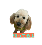 トイ・プー（個別スタンプ：2）