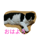 のんびりパンちゃん（個別スタンプ：1）