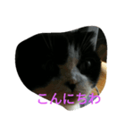 のんびりパンちゃん（個別スタンプ：3）