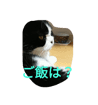 のんびりパンちゃん（個別スタンプ：6）