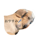 クリームダックス（個別スタンプ：1）