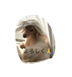 クリームダックス（個別スタンプ：3）